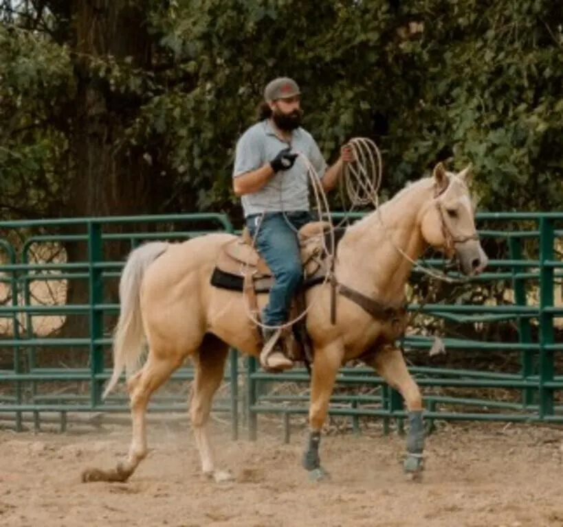 BETS FROSTED BOON 2022 AQHA PALOMINO GELDING