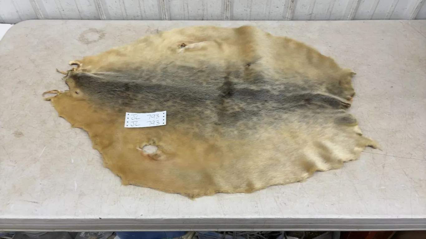 Tanned seal Hide 34” L x 26” W