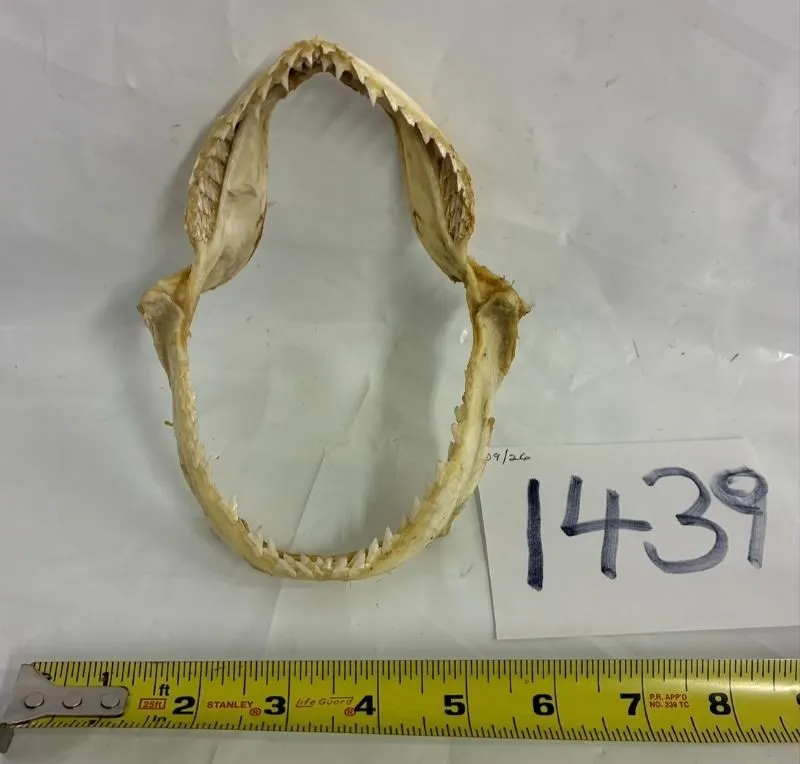 Sea of Cortez Baja Mexico Shark Jaws