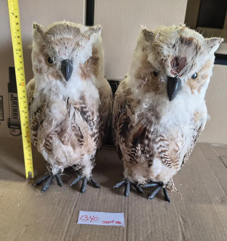 (2) Owls