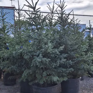 Black Hills Spruce