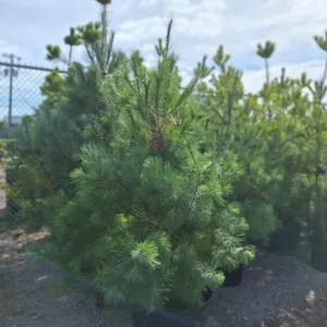 White Pine