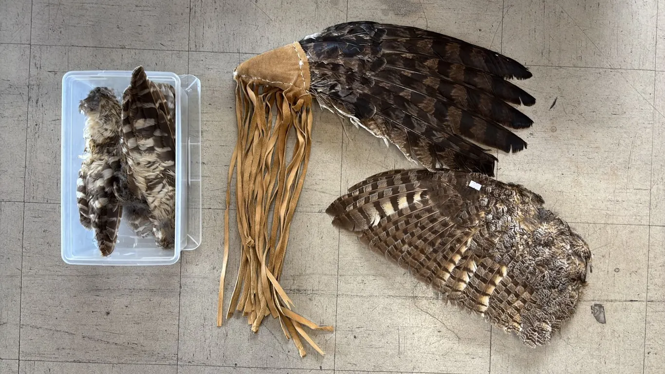 SHELF OF ASSORTED BIRD FEATHERS