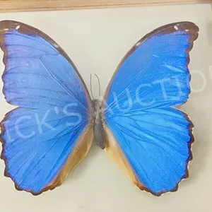 framed blue butterfly in 8" x 7" frame