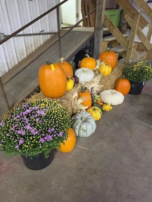 Medium size Fall Display