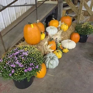 Medium size Fall Display
