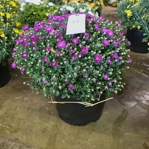 1 Mum