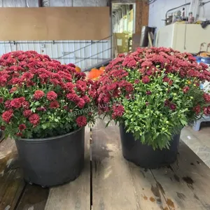 2 Mums