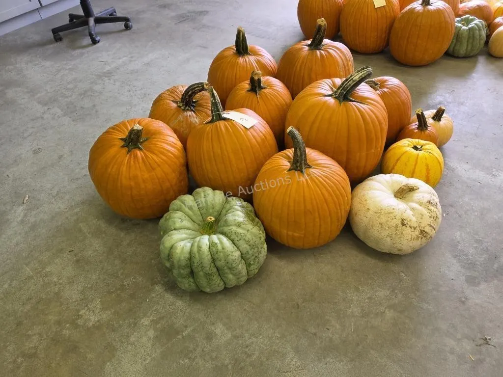 8 Large Pumpkins and assorted Gords