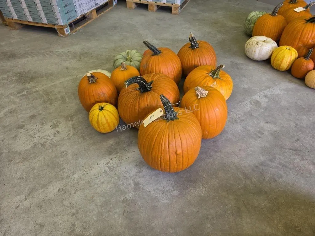 8 Large Pumpkins and assorted Gords