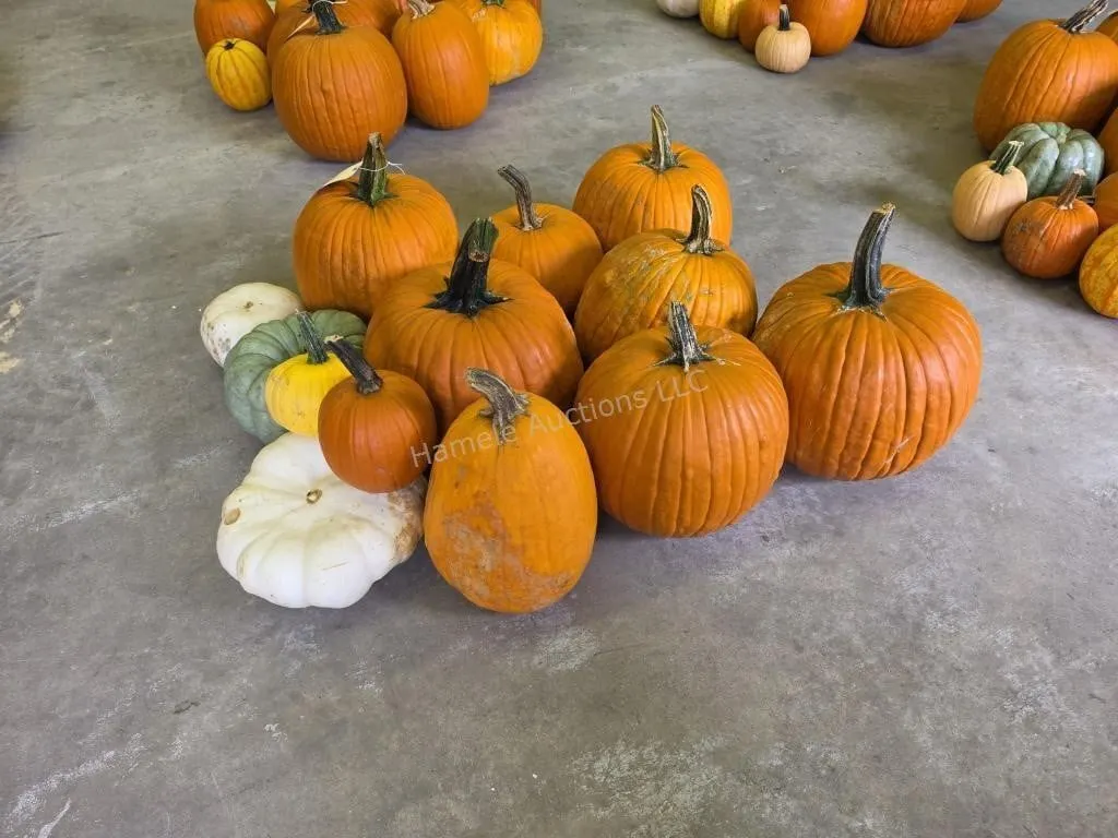 8 Large Pumpkins and assorted Gords