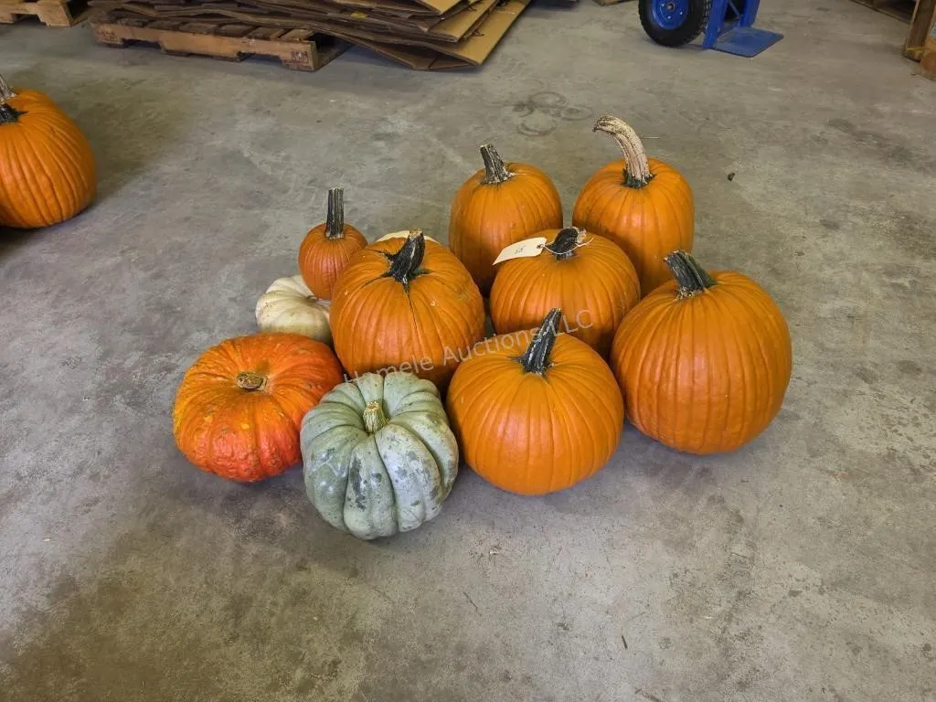 6 Large Pumpkins and assorted Gords