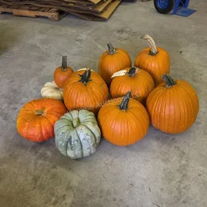 6 Large Pumpkins and assorted Gords
