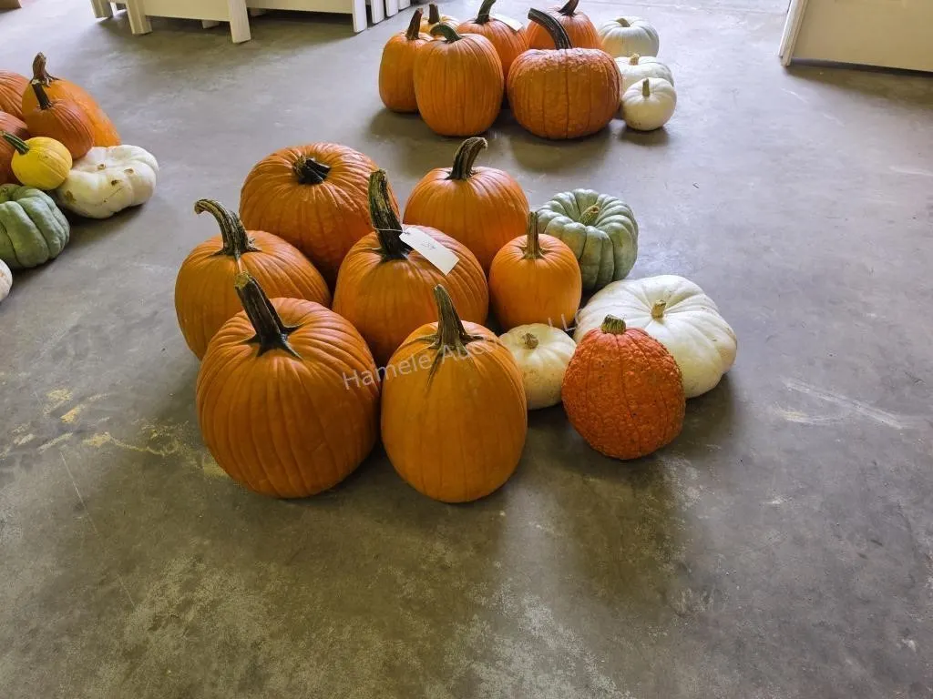 6 Large Pumpkins and assorted Gords