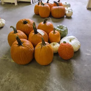 6 Large Pumpkins and assorted Gords