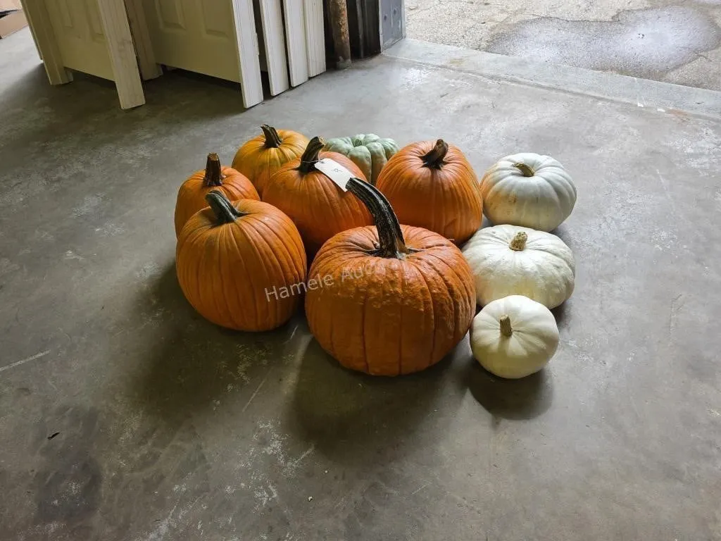 6 Large Pumpkins and assorted Gords