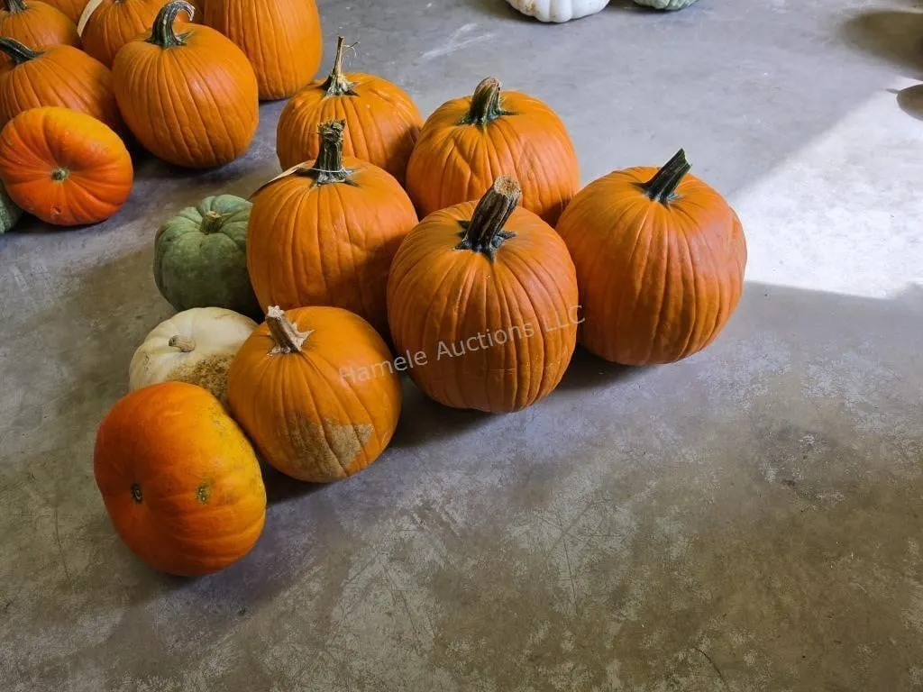6 Pumpkins and assorted Gords