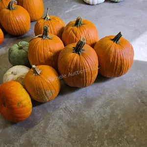 6 Pumpkins and assorted Gords