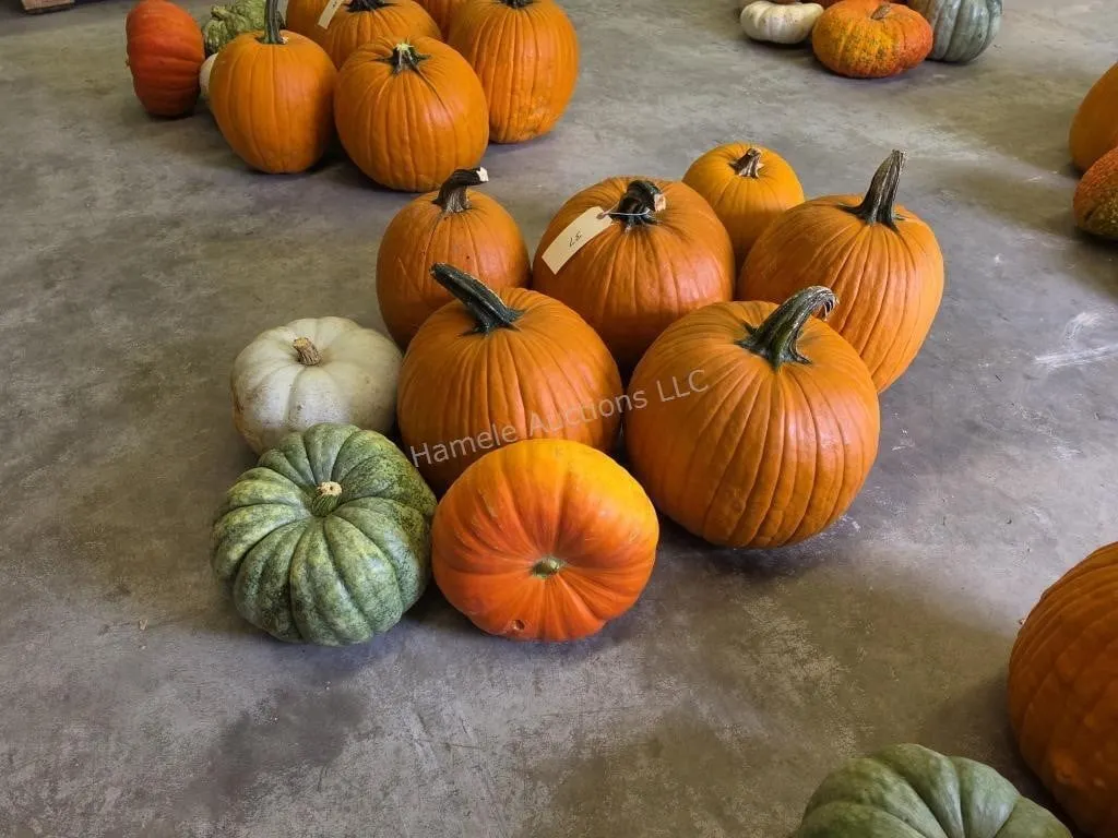 6 Pumpkins and assorted Gords