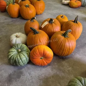 6 Pumpkins and assorted Gords