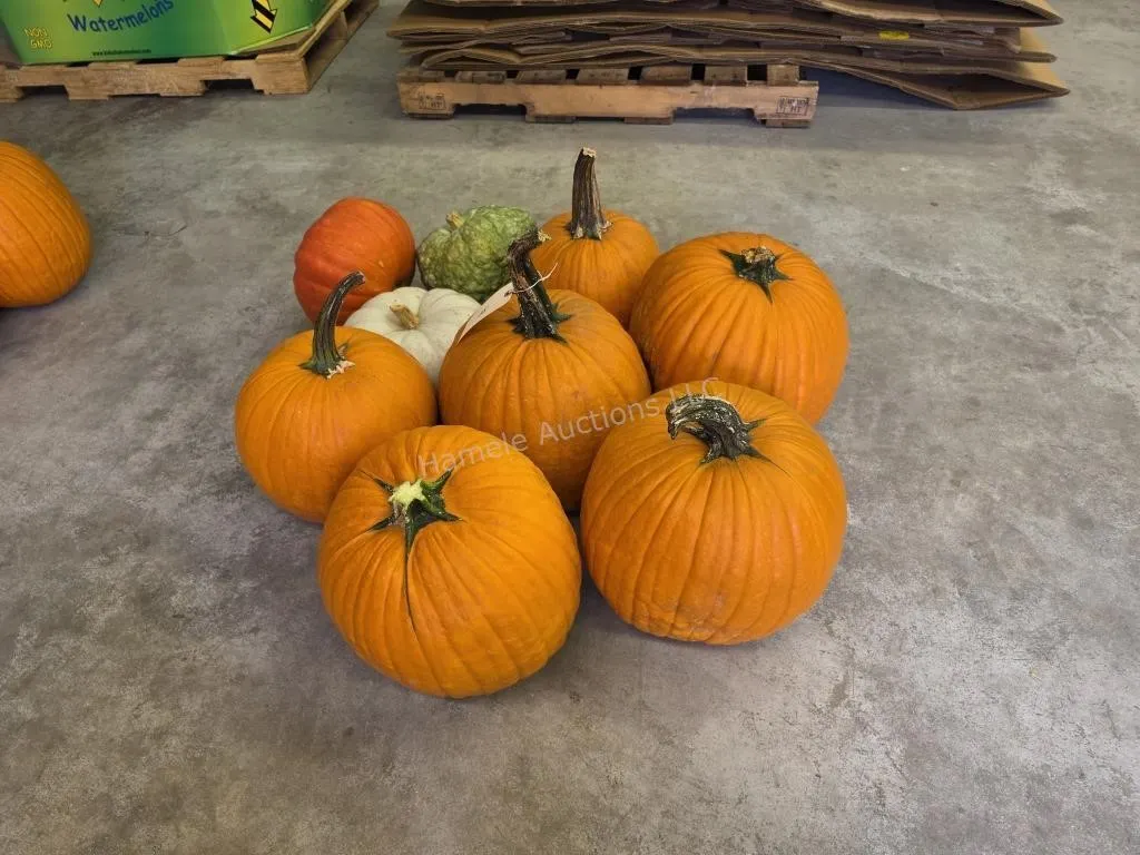 6 Large Pumpkins and assorted Gords