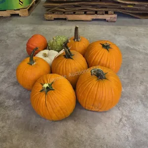 6 Large Pumpkins and assorted Gords