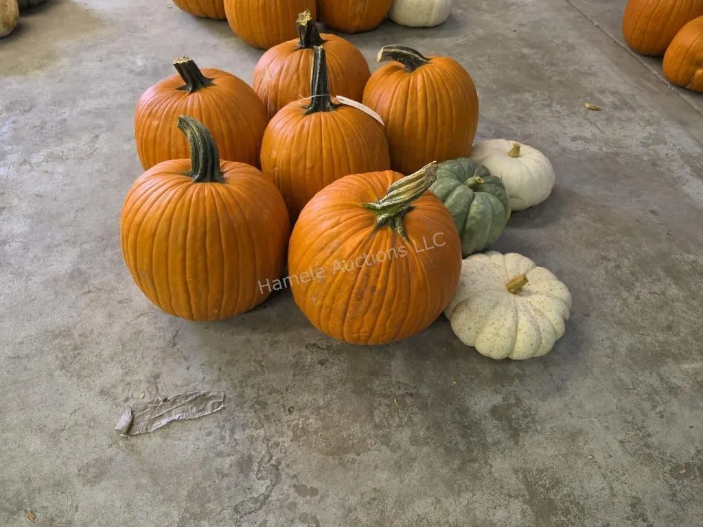6 Large Pumpkins and assorted Gords