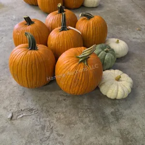 6 Large Pumpkins and assorted Gords