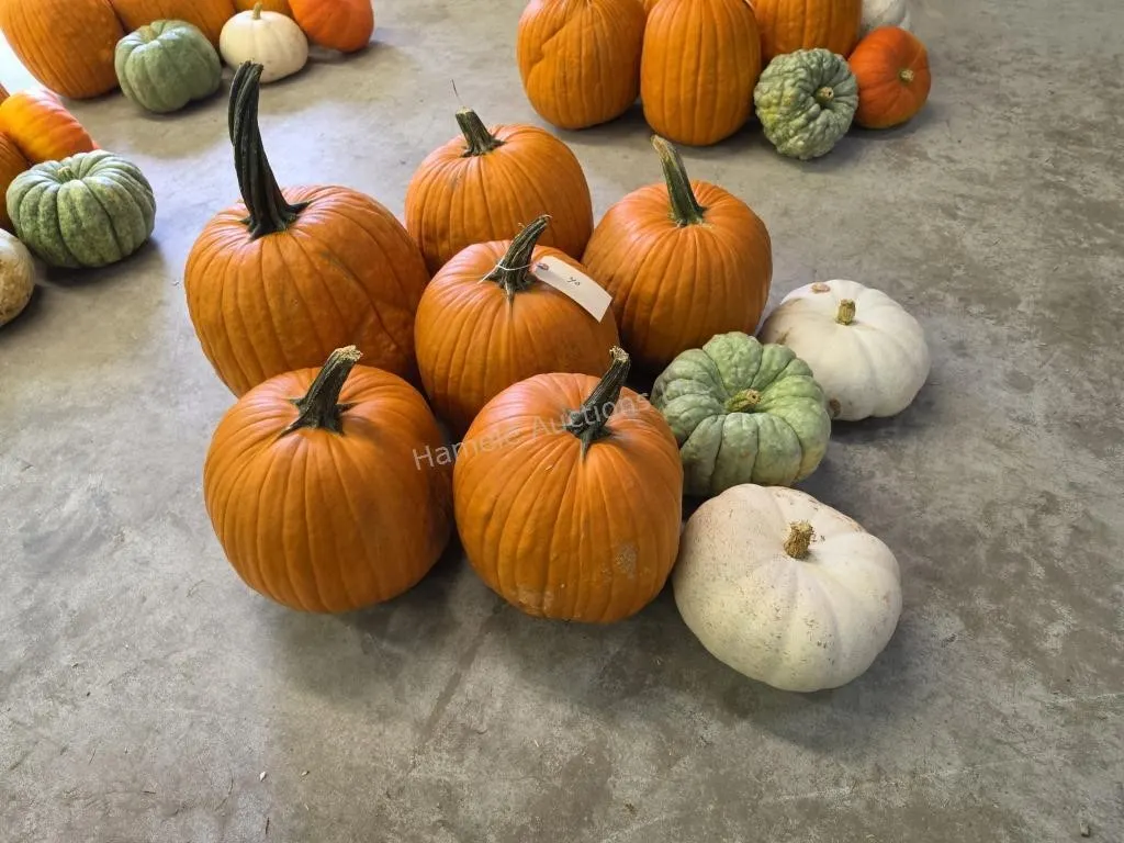 6 Large Pumpkins and assorted Gords