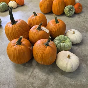 6 Large Pumpkins and assorted Gords