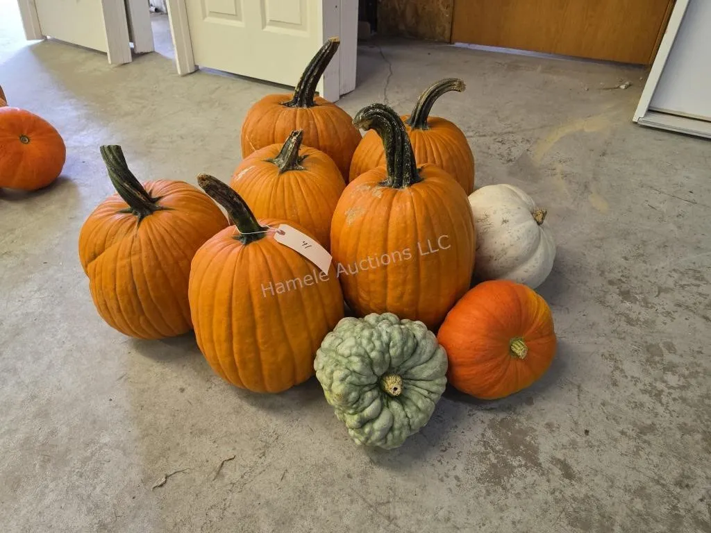 6 Large Pumpkins and assorted Gords