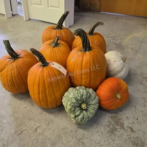 6 Large Pumpkins and assorted Gords