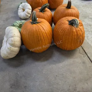4 Large Pumpkins and assorted Gords