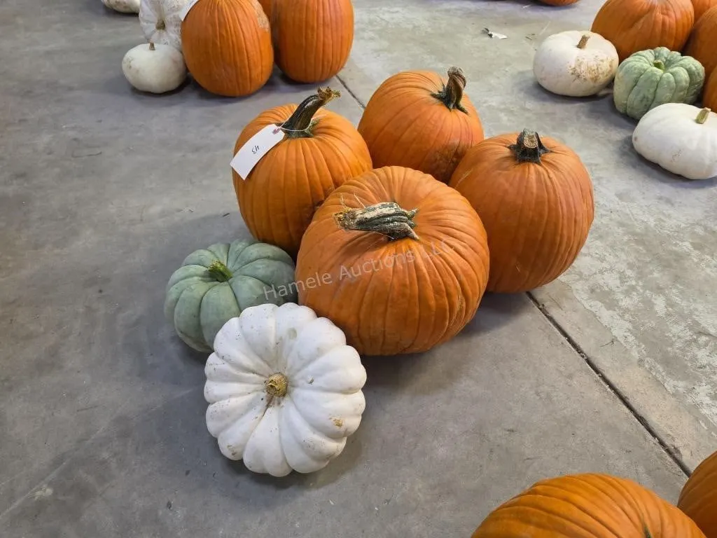 4 Large Pumpkins and assorted Gords