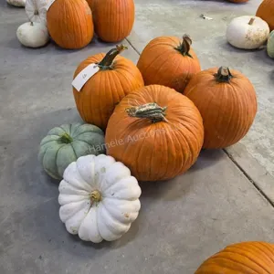 4 Large Pumpkins and assorted Gords