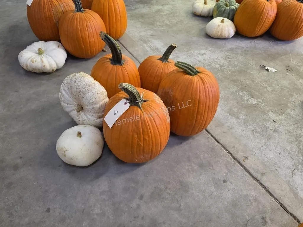 4 Large Pumpkins and assorted Gords