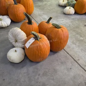 4 Large Pumpkins and assorted Gords