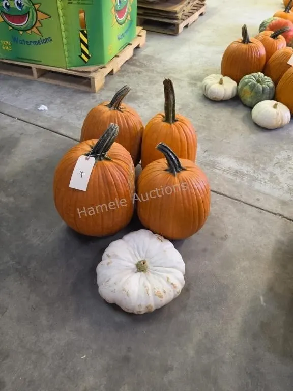 4 Large Pumpkins and 1 Gord