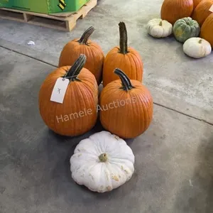 4 Large Pumpkins and 1 Gord