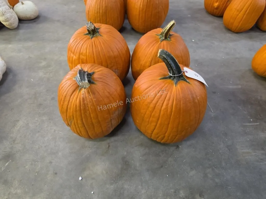 4 Large Pumpkins