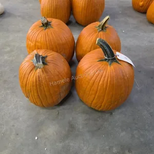 4 Large Pumpkins