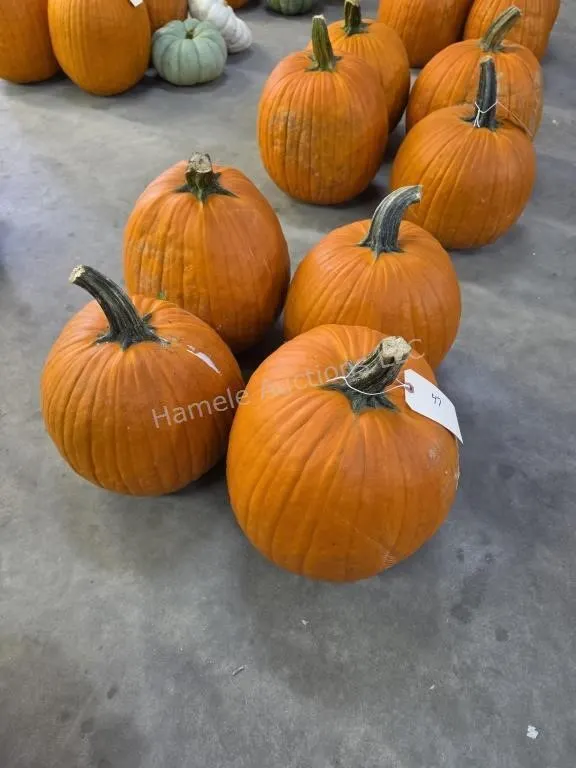 4 Large Pumpkins