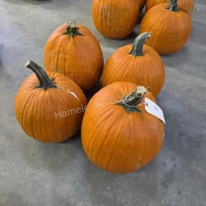 4 Large Pumpkins