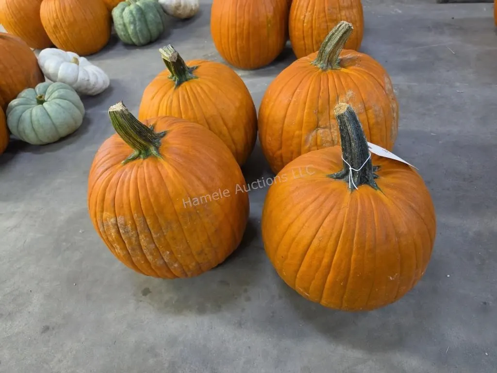4 Large Pumpkins