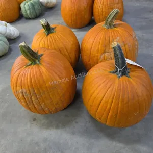 4 Large Pumpkins