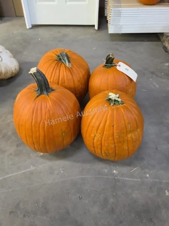 4 Large Pumpkins