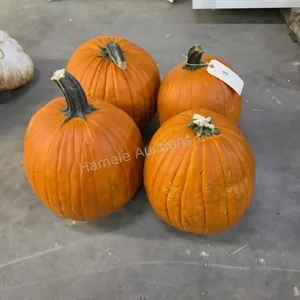 4 Large Pumpkins