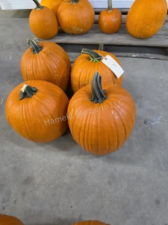 4 Large Pumpkins