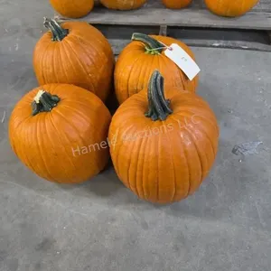 4 Large Pumpkins