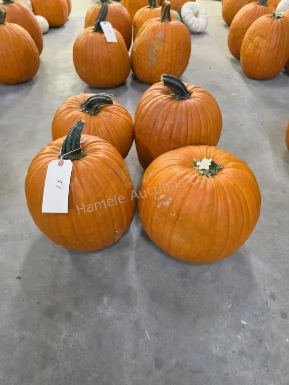 4 Large Pumpkins